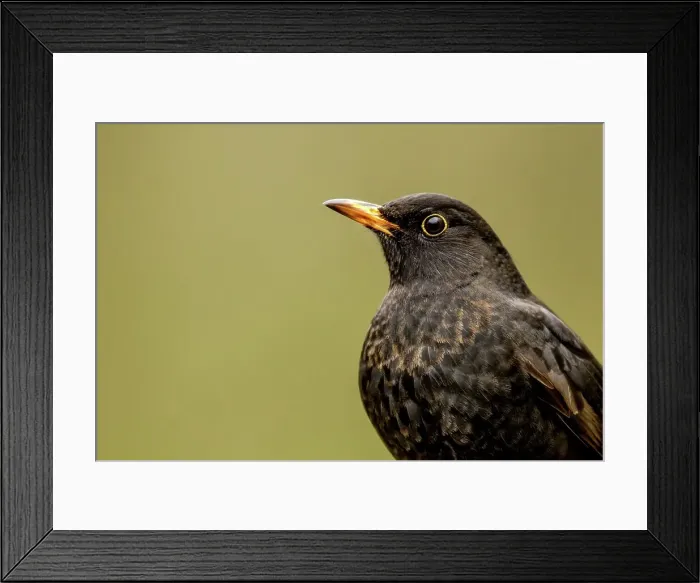 Framed Print : Close-up of a Male Blackbird (Turdus merula) Framed Print : Close-up of a Male Blackbird (Turdus merula)