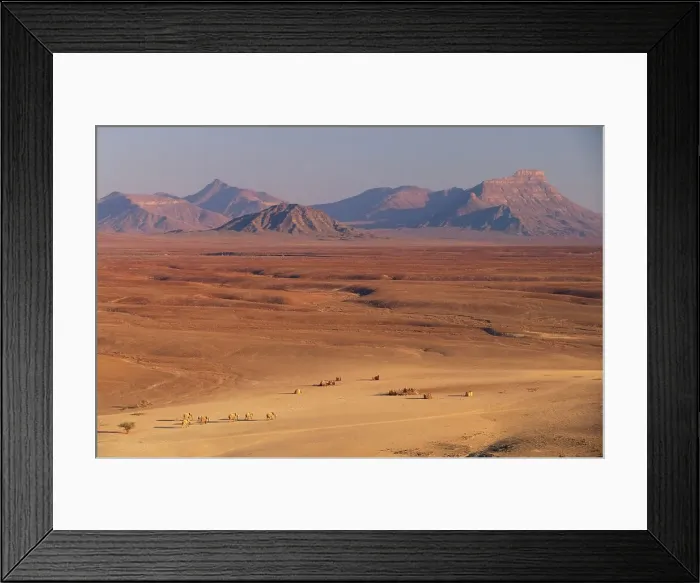 Framed Print : Desert Elephant (Loxodonta africana) herd walking in desert past a Himba (local indigenour people)