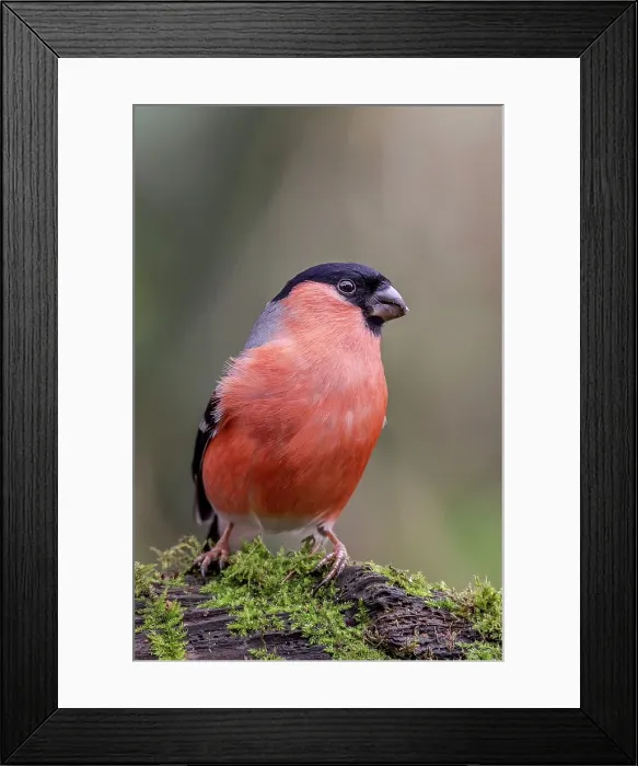 Framed Print : Male Bullfinch (Pyrrhula pyrrhula) perching on a tree branch Framed Print : Male Bullfinch (Pyrrhula pyrrhula) perching on a tree branch