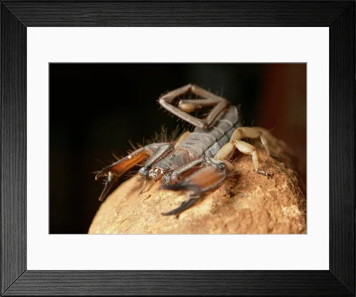 Framed Print : Rock Scorpion (Hodogenes sp). Northern Tuli Game Reserve