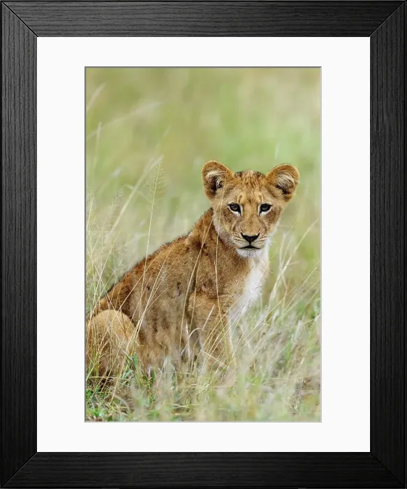 Framed Print : Lion (Panthera leo) cub. Timbavati Game Reserve