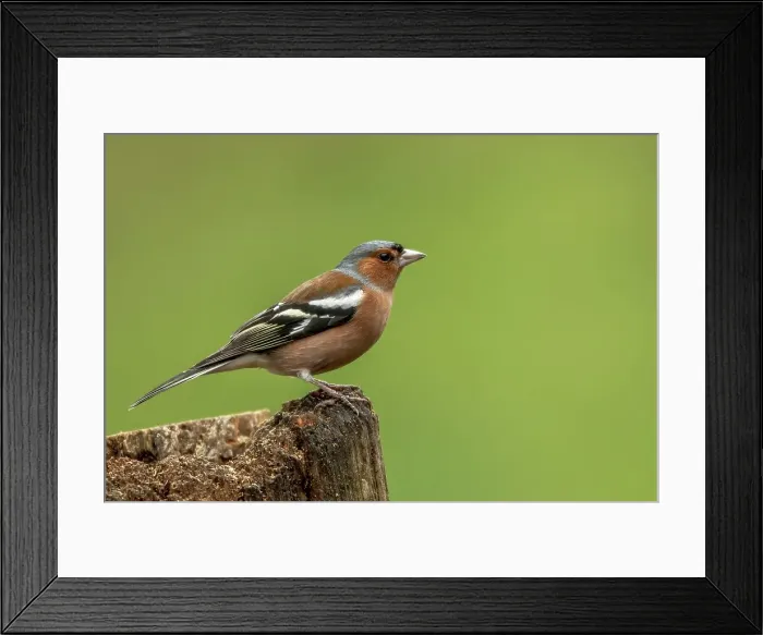 Framed Print : Close-up of a Male Common chaffinch (Fringilla coelebs) Framed Print : Close-up of a Male Common chaffinch (Fringilla coelebs)