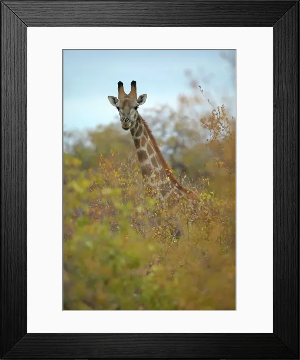 Framed Print : Giraffe (Giraffa camelopardis) in mopane and combretum veld Framed Print : Giraffe (Giraffa camelopardis) in mopane and combretum veld