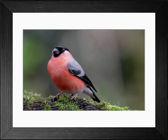 Framed Print : Male Bullfinch (Pyrrhula pyrrhula) perching on a tree branch
