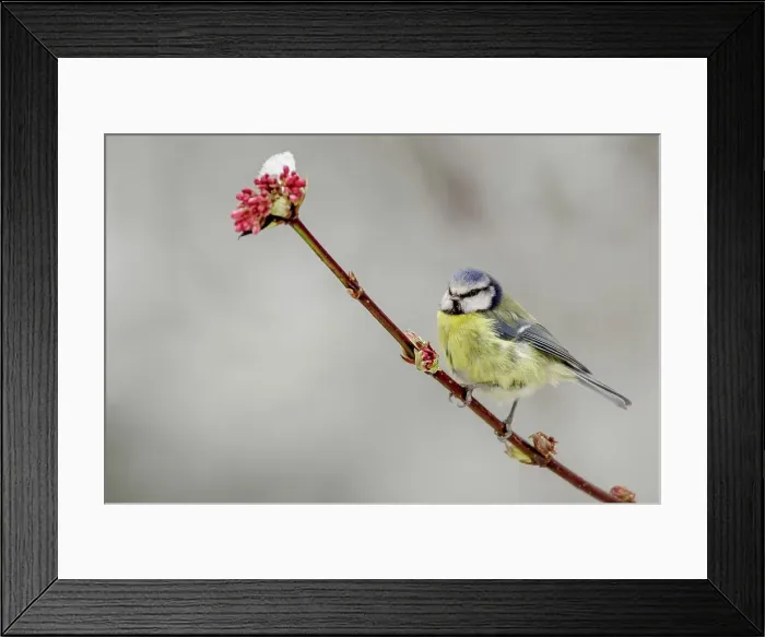 Framed Print : Blue Tit (Parus caeruleus) on snowy blossom branch Framed Print : Blue Tit (Parus caeruleus) on snowy blossom branch