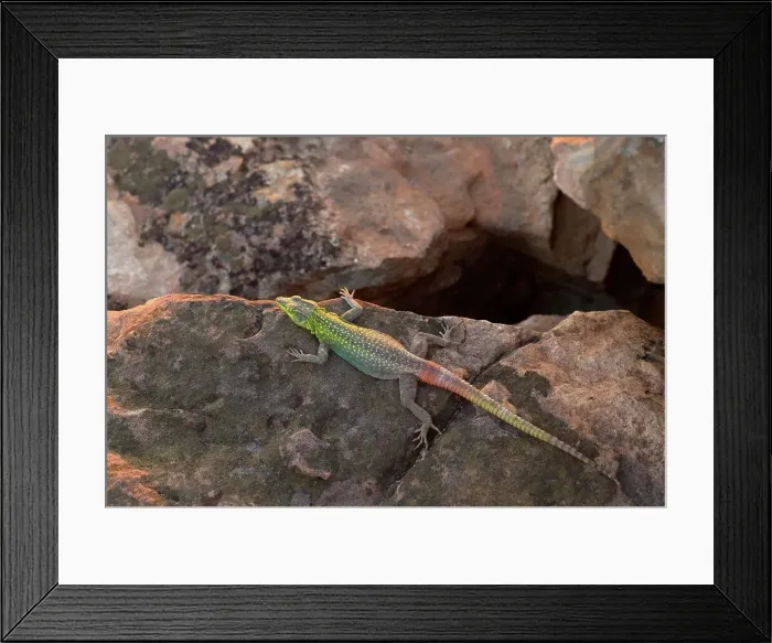 Framed Print : Common Flat Lizard (Platysaurus intermedius) male