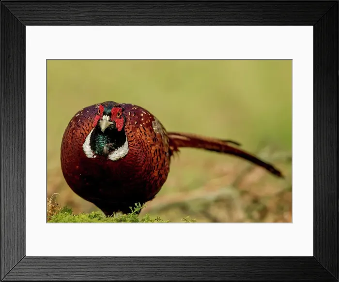 Framed Print : Close-up of a male Common pheasant (Phasianus colchicus) Framed Print : Close-up of a male Common pheasant (Phasianus colchicus)