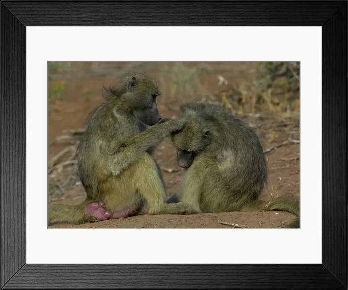Framed Print : Chacma Baboon (Papio cynocephalus) grooming another