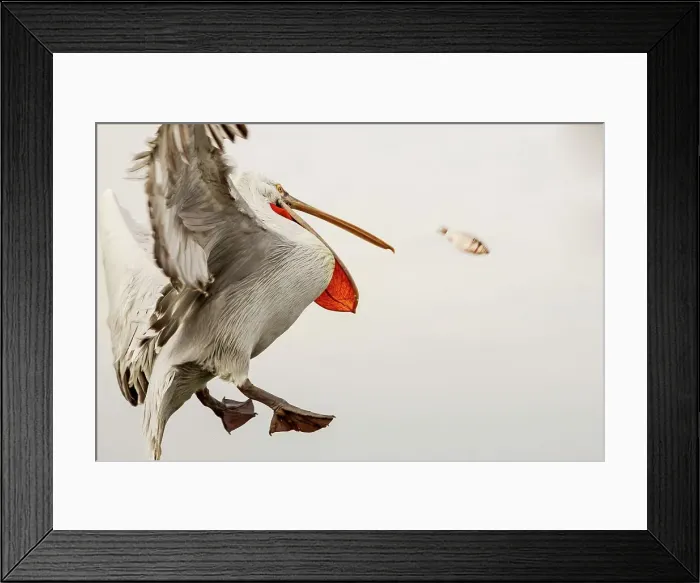 Framed Print : Dalmatian Pelican (Pelecanus crispus) jumping for fish Framed Print : Dalmatian Pelican (Pelecanus crispus) jumping for fish