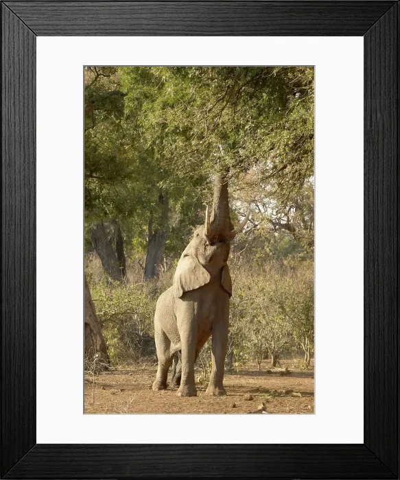 Framed Print : Elephant (Loxodonta africana) feeding Framed Print : Elephant (Loxodonta africana) feeding