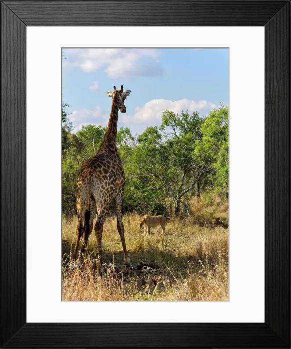 Framed Print : A Lion (Panthera leo) pride found this Giraffe (Giraffa camelopardalis) and her calf (the calf had a broken leg) Framed Print : A Lion (Panthera leo) pride found this Giraffe (Giraffa camelopardalis) and her calf (the calf had a broken leg)