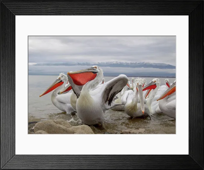 Framed Print : Dalmatian Pelican (Pelecanus crispus) in a lake, Lake Kerkini, Greece Framed Print : Dalmatian Pelican (Pelecanus crispus) in a lake, Lake Kerkini, Greece