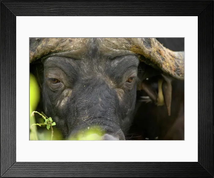 Framed Print : Buffalo (Synceros caffer). MalaMala Game Reserve Framed Print : Buffalo (Synceros caffer). MalaMala Game Reserve