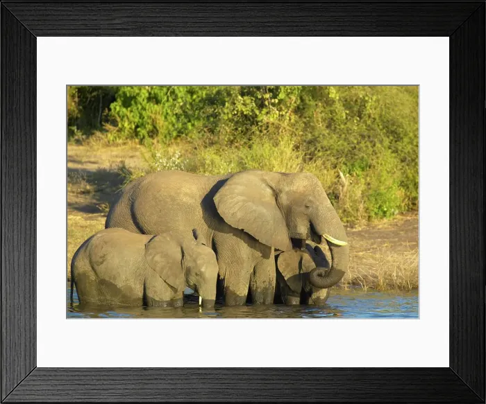 Framed Print : Elephant (Loxodonta africana) drinking