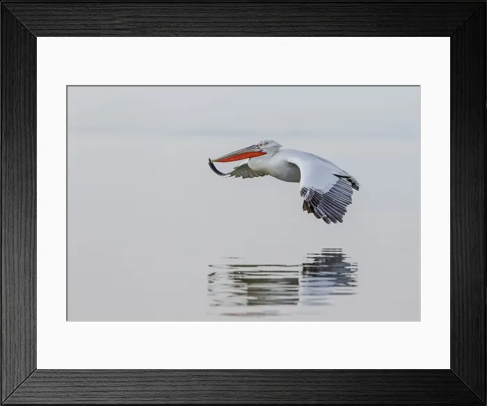 Framed Print : Dalmatian Pelican (Pelecanus crispus) in flight Framed Print : Dalmatian Pelican (Pelecanus crispus) in flight