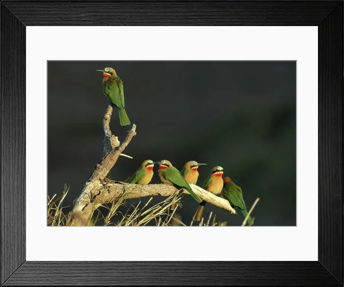 Framed Print : Whitefronted Bee-eater (Merops bullockoides) on branch Framed Print : Whitefronted Bee-eater (Merops bullockoides) on branch