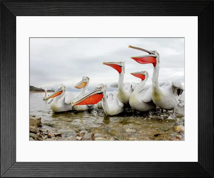 Framed Print : Dalmatian Pelican (Pelecanus crispus) breeding colors Framed Print : Dalmatian Pelican (Pelecanus crispus) breeding colors