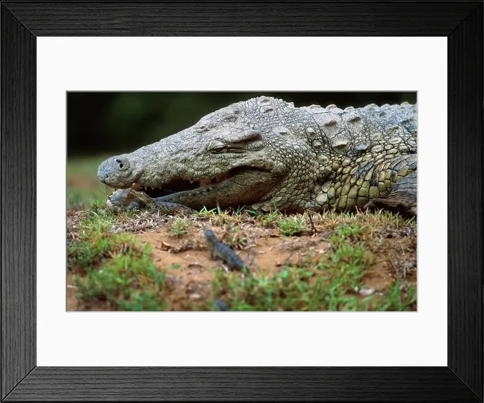 Framed Print : Nile Crocodile collecting hatchlings to carry tham to water Framed Print : Nile Crocodile collecting hatchlings to carry tham to water