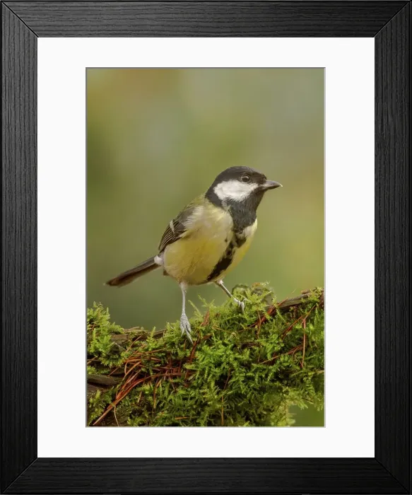 Framed Print : Great Tit (Parus major) perching on moss covered branch Framed Print : Great Tit (Parus major) perching on moss covered branch