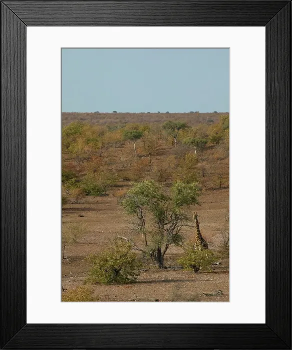 Framed Print : Giraffe (Giraffa camelopardis) in mopane veld Framed Print : Giraffe (Giraffa camelopardis) in mopane veld