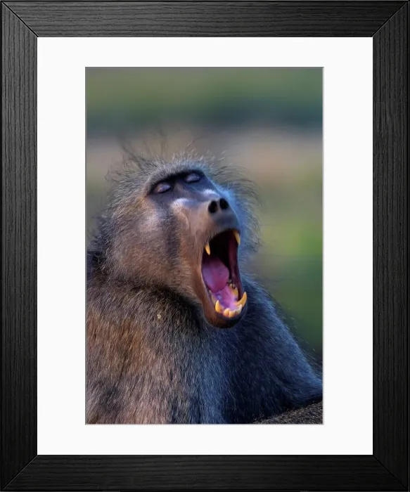 Framed Print : Chacma Baboon yawning. Kruger National Park Framed Print : Chacma Baboon yawning. Kruger National Park