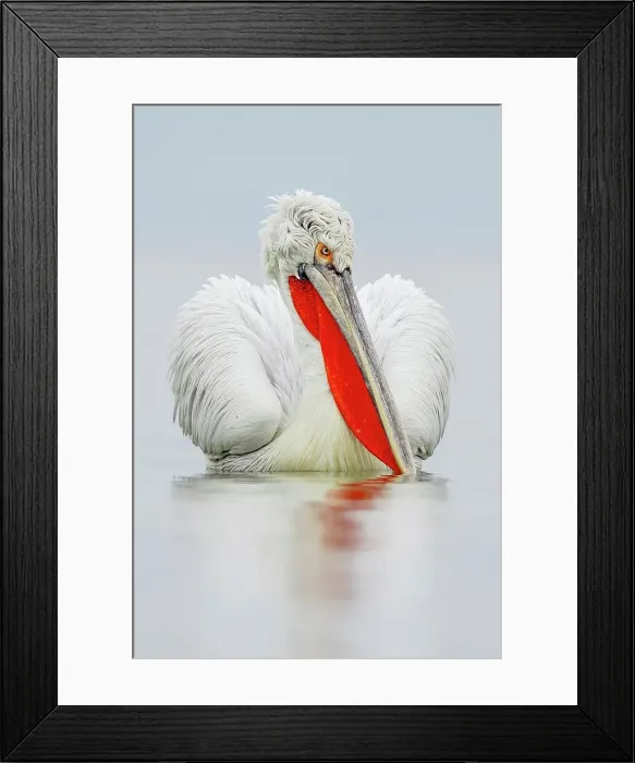 Framed Print : Dalmatian Pelican (Pelecanus crispus) breeding colors Framed Print : Dalmatian Pelican (Pelecanus crispus) breeding colors