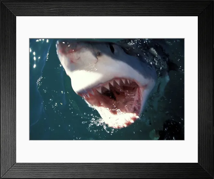 Framed Print : Great White Shark (Carcharodon carcharias) Framed Print : Great White Shark (Carcharodon carcharias)