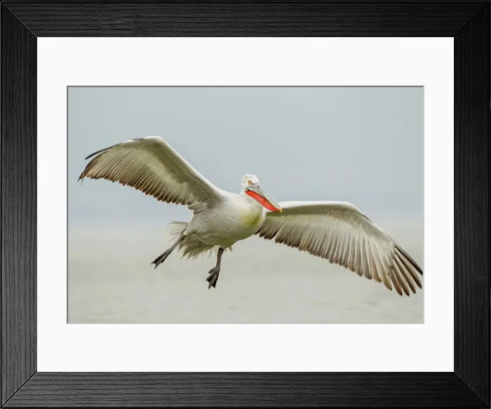 Framed Print : Dalmatian Pelican (Pelecanus crispus) in flight