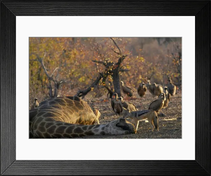 Framed Print : Blackbacked Jackal (Canis mesomelas) feeding on a Giraffe (Giraffa camelopardis)