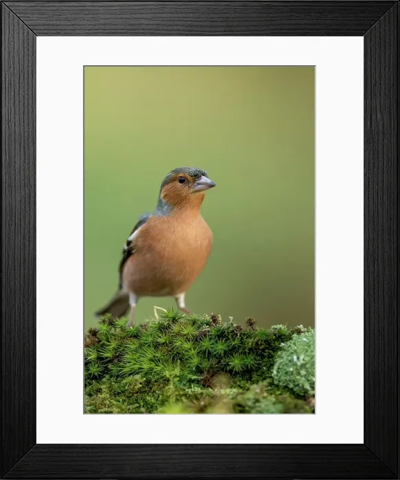 Framed Print : Close-up of a Male Common chaffinch (Fringilla coelebs) Framed Print : Close-up of a Male Common chaffinch (Fringilla coelebs)