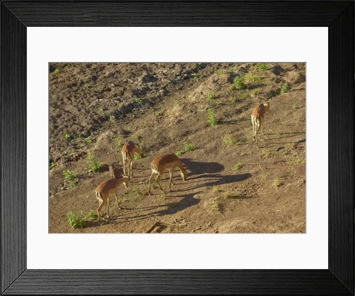 Framed Print : Impala (Aepyceros melampus melampus) in dry river bed Framed Print : Impala (Aepyceros melampus melampus) in dry river bed