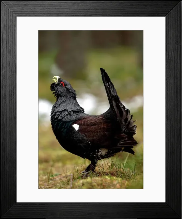 Framed Print : Male Western Capercaillie (Tetrao urogallus) in a forest Framed Print : Male Western Capercaillie (Tetrao urogallus) in a forest