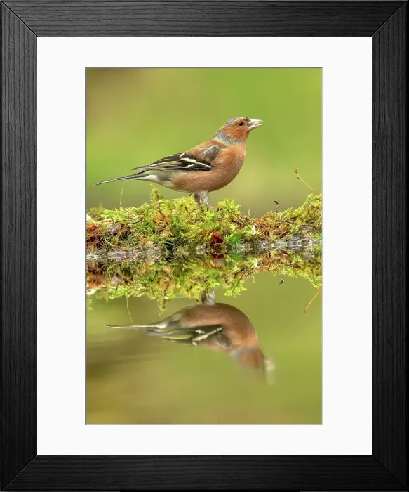 Framed Print : Male Common chaffinch (Fringilla coelebs) reflecting in a pool Framed Print : Male Common chaffinch (Fringilla coelebs) reflecting in a pool