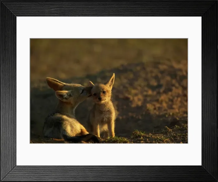 Framed Print : Blackbacked Jackal (Canis mesomelas) pups at den grooming each other