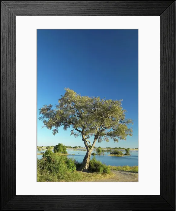 Framed Print : View of the Chobe River. Chobe National Park Framed Print : View of the Chobe River. Chobe National Park