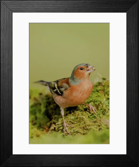 Framed Print : Close-up of a Male Common chaffinch (Fringilla coelebs) feeding Framed Print : Close-up of a Male Common chaffinch (Fringilla coelebs) feeding