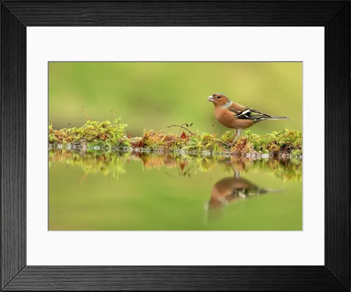 Framed Print : Male Common chaffinch (Fringilla coelebs) reflecting in a pool Framed Print : Male Common chaffinch (Fringilla coelebs) reflecting in a pool
