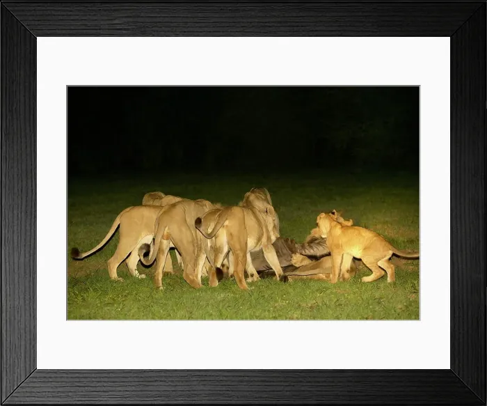 Framed Print : Lion (Panthera leo) pride feeding on an recently killed Blue Wildebeest (Connochaetes gnou) Framed Print : Lion (Panthera leo) pride feeding on an recently killed Blue Wildebeest (Connochaetes gnou)