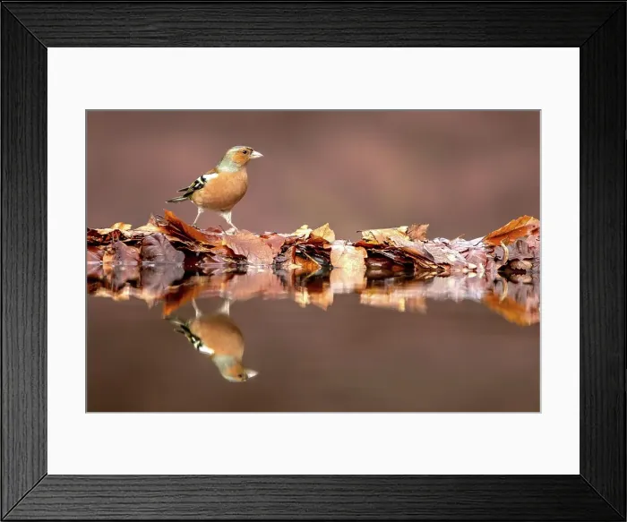 Framed Print : Male Common chaffinch (Fringilla coelebs) reflecting in a pool