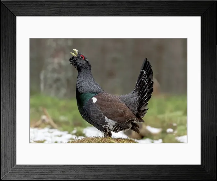 Framed Print : Male Western Capercaillie (Tetrao urogallus) in a forest Framed Print : Male Western Capercaillie (Tetrao urogallus) in a forest