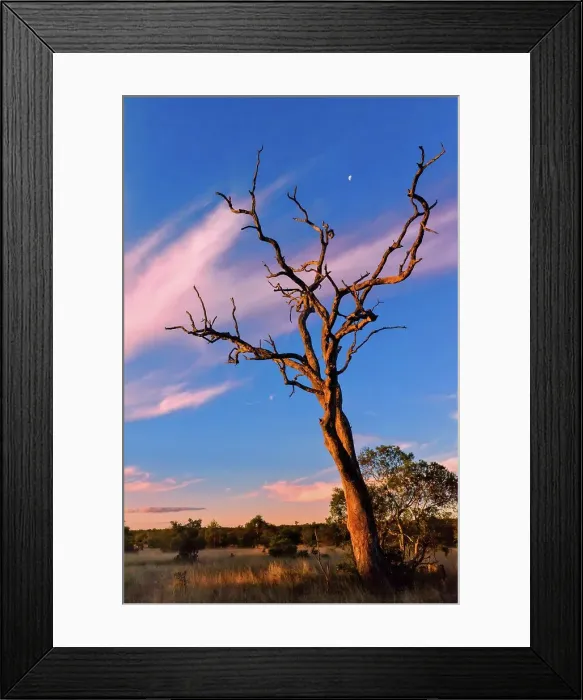Framed Print : Sunset scene close to where the first white lions we seen by Chris McBride in 1975 Framed Print : Sunset scene close to where the first white lions we seen by Chris McBride in 1975