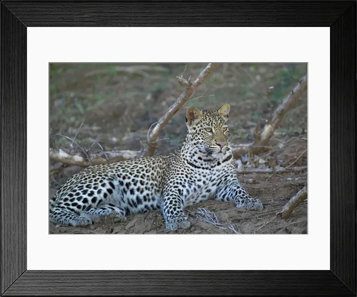 Framed Print : Leopard (Panthera pardus) lying in veld