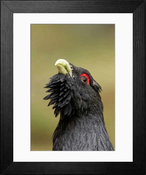 Framed Print : Close-up of a Male Western Capercaillie (Tetrao urogallus) in a forest Framed Print : Close-up of a Male Western Capercaillie (Tetrao urogallus) in a forest