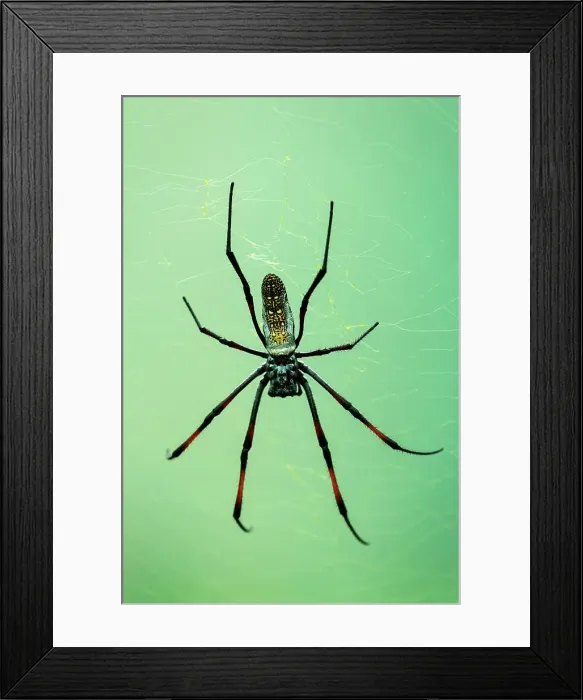 Framed Print : Red-legged Golden Orb-web Spider (Nephila inaurata) Framed Print : Red-legged Golden Orb-web Spider (Nephila inaurata)