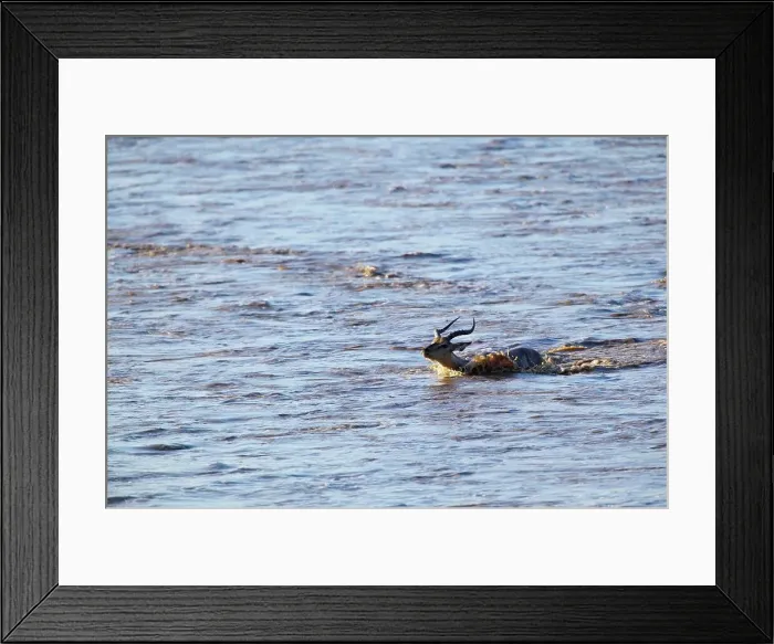 Framed Print : Impala (Aepyceros melampus melampus) crossing Shashe River Framed Print : Impala (Aepyceros melampus melampus) crossing Shashe River