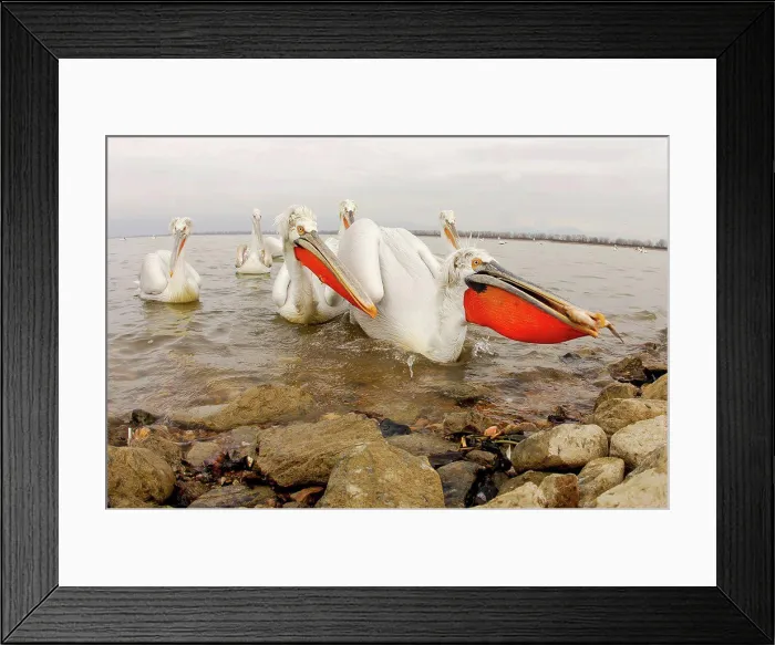Framed Print : Dalmatian Pelican (Pelecanus crispus) with fish in beak, Lake Kerkini, Greece