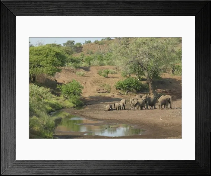 Framed Print : Elephant (Loxodonta africana) herd in Majale River