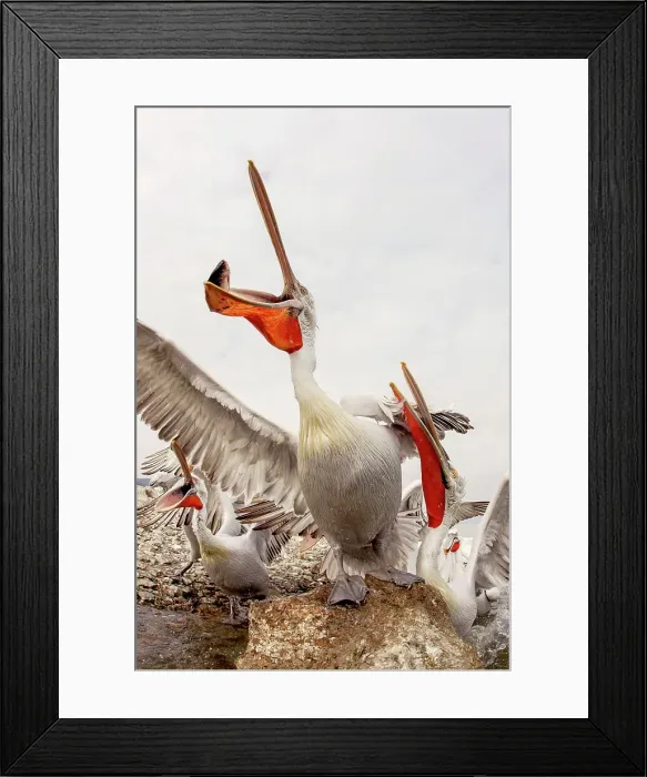 Framed Print : Dalmatian Pelican (Pelecanus crispus) Feeding frenzy Framed Print : Dalmatian Pelican (Pelecanus crispus) Feeding frenzy