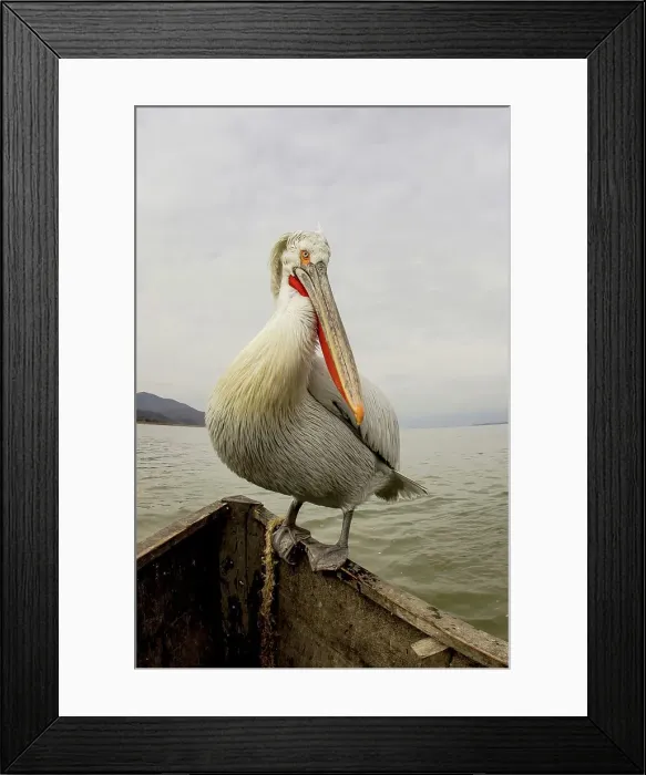 Framed Print : Dalmatian Pelican (Pelecanus crispus) sitting on the edge of a fishing boat Framed Print : Dalmatian Pelican (Pelecanus crispus) sitting on the edge of a fishing boat