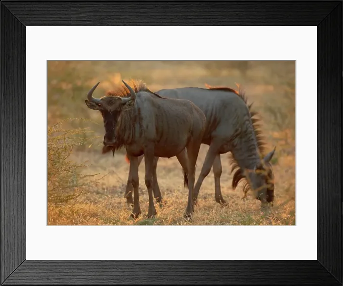 Framed Print : Blue Wildebeest (Connochaetes gnou) grazing Framed Print : Blue Wildebeest (Connochaetes gnou) grazing